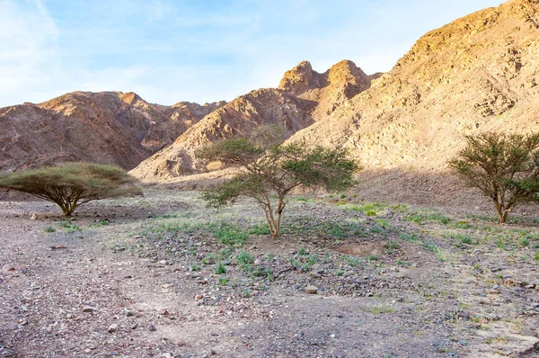 Árboles Verdes Plantas Que Crecen Medio Paisajes Rocosos Del Desierto — Foto de Stock