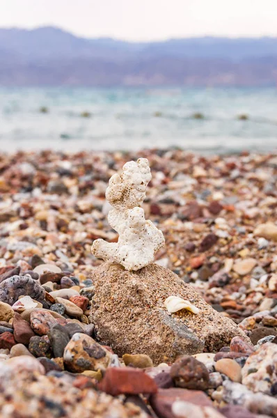 Petit Corail Entouré Nombreux Petits Cailloux Sur Plage Mer Rouge — Photo