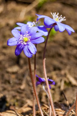 Makro yakın çekim ilk çiçek ihale mantarı kardelen mavi mor Menekşe çiçek dolu erken Bahar orman
