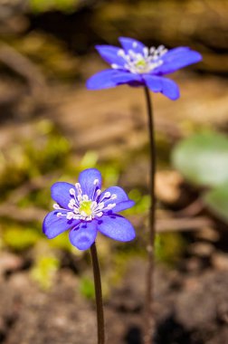 Makro yakın çekim ilk çiçek ihale mantarı kardelen mavi mor Menekşe çiçek dolu erken Bahar orman