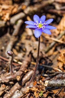 İlk çiçek ihale mantarı kardelen mavi mor Menekşe çiçek erken Bahar ormandaki makro yakın çekim