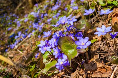 Makro yakın çekim ilk çiçek ihale mantarı kardelen mavi mor Menekşe çiçek dolu erken Bahar orman