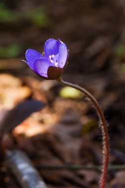 İlk çiçek ihale mantarı kardelen mavi mor Menekşe çiçek erken Bahar ormandaki makro yakın çekim