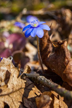 İlk çiçek ihale mantarı kardelen mavi mor Menekşe çiçek erken Bahar ormandaki makro yakın çekim