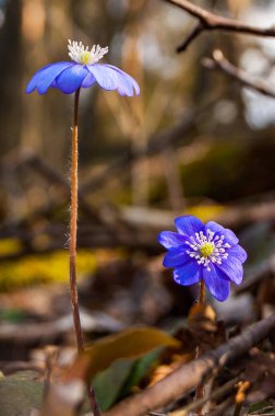 Makro yakın çekim ilk çiçek ihale mantarı kardelen mavi mor Menekşe çiçek dolu erken Bahar orman