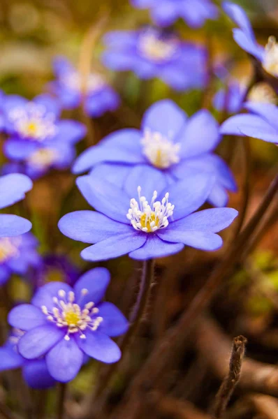 Makro Detail První Kvetoucí Zadávací Hepatica Sněženka Modré Fialové Fialové — Stock fotografie