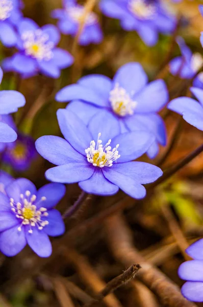 Макро Крупним Планом Перші Квітучі Ніжні Квіти Гепатіки Снігопад Синьо — стокове фото