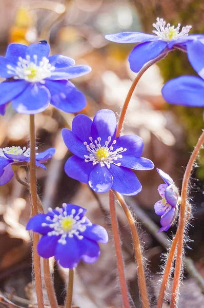 Macro Primer Plano Primera Floración Tierna Hepatica Snowdrop Azul Violeta — Foto de Stock