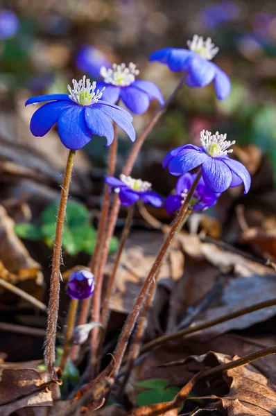 Macro Primer Plano Primera Floración Tierna Hepatica Snowdrop Azul Violeta — Foto de Stock