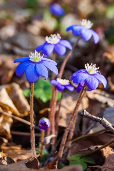 Makro Nahaufnahme Der Ersten Blühenden Zarten Hepatica Schneeglöckchen Blau Lila — Stockfoto