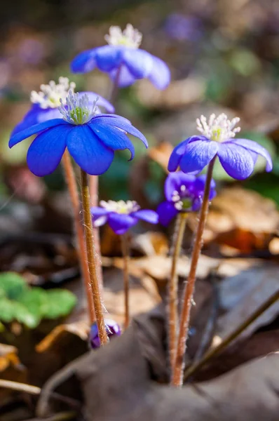 Makro Detail První Kvetoucí Zadávací Hepatica Sněženka Modré Fialové Fialové — Stock fotografie