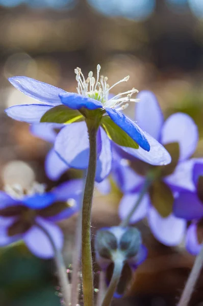 Makro Zbliżenie Pierwszej Kwitnący Przetargu Hepatica Przebiśnieg Niebieski Fioletowy Fioletowe — Zdjęcie stockowe