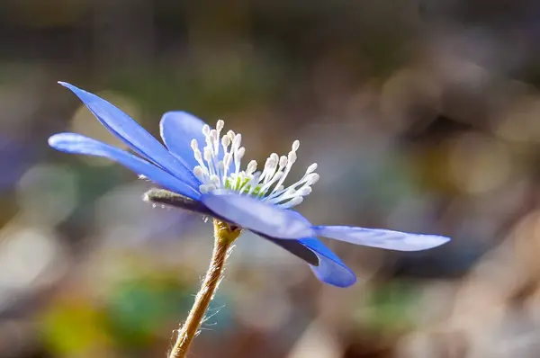 Макро Крупним Планом Перша Квітуча Ніжність Гепатіка Снігопад Синьо Фіолетова — стокове фото