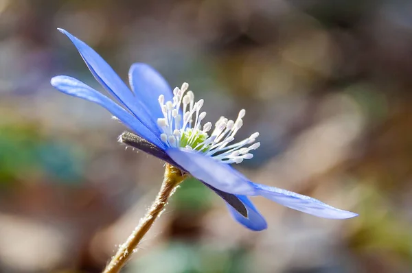 Macro Primer Plano Primera Flor Tierna Hepatica Snowdrop Azul Púrpura — Foto de Stock