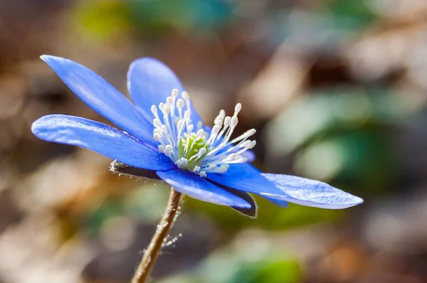 Macro Primer Plano Primera Flor Tierna Hepatica Snowdrop Azul Púrpura — Foto de Stock