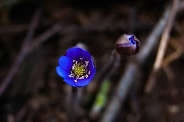 Macro Close Van Eerste Bloeiende Tedere Hepatica Snowdrop Blauw Paarse — Stockfoto