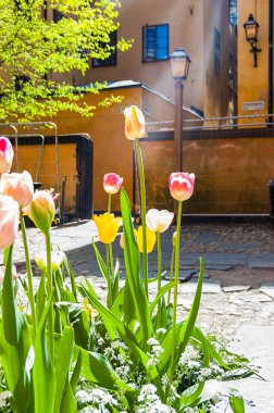 Eski şehir Stockholm bölgesinde büyüyen canlı Lale çiçek çiçeklenme