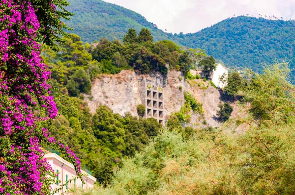 Blooming Bougainvillea cabang, mendukung pembangunan dengan beberapa bentuk persegi memegang tebing berbatu ditumbuhi dan mencegah jatuh batu ke daerah kota di Monterosso Al Mare, Cinque Terre — Stok Foto