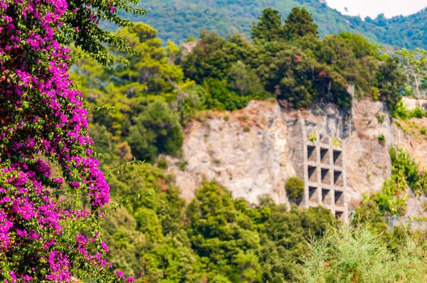 Blooming Bougainvillea cabang, mendukung pembangunan dengan beberapa bentuk persegi memegang tebing berbatu ditumbuhi dan mencegah jatuh batu ke daerah kota di Monterosso Al Mare, Cinque Terre — Stok Foto