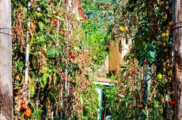 Odla tomater mitt i centrum av staden i Monterosso Al Mare, Cinque Terre — Stockfoto