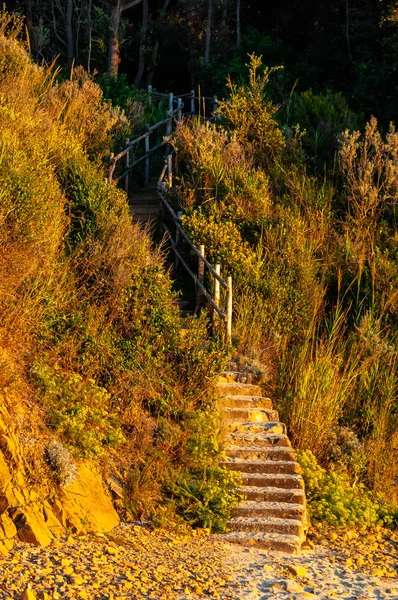 环绕着绿林的紫罗兰海滩上的弯曲石阶和木制栏杆 — 图库照片