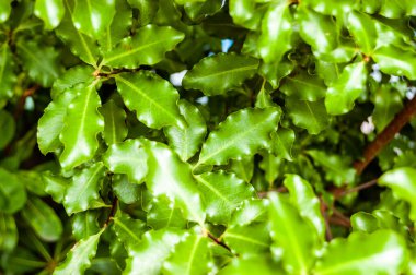 Güneşte parlayan parlak altın sarısı yapraklar