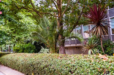 Peyzaj tasarımı örneği. Kavisli doğal çit ve içinde büyüyen çeşitli ağaçlar..