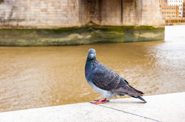 Common Dove Pigeon Bird Sitting Railing Thames River Promenade London — Stock Photo, Image