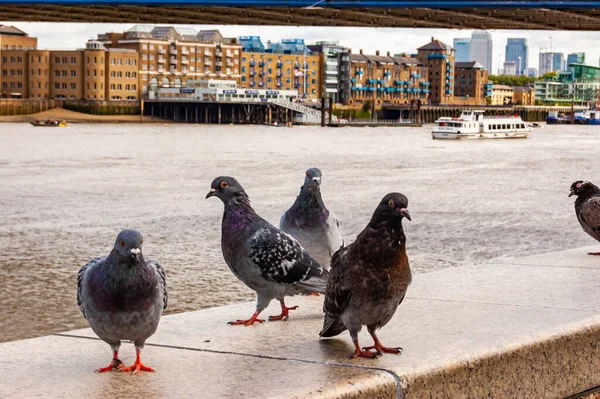 Gołębie Gołębie Siedzące Balustradzie Promenady Tamizy Londynie — Zdjęcie stockowe