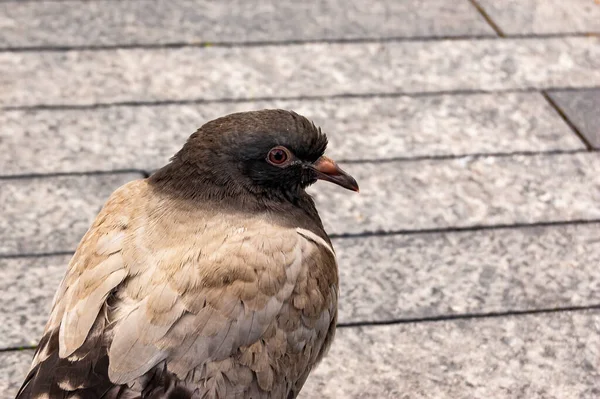 Common Dove Pigeon Bird Sitting Stone Tile Thames River Promenade — Stock Photo, Image