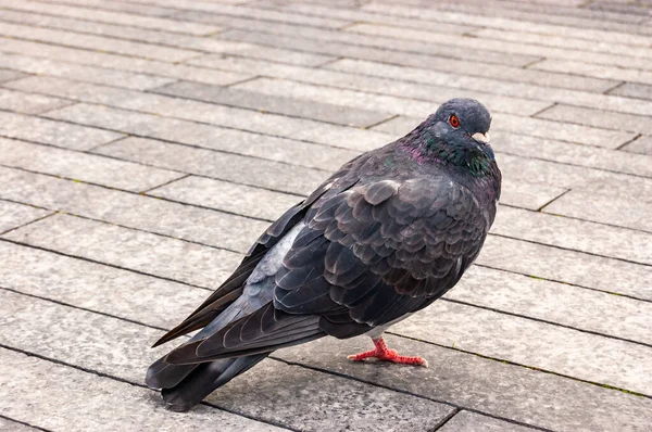 Common Dove Pigeon Bird Sitting Stone Tile Thames River Promenade — Stock Photo, Image