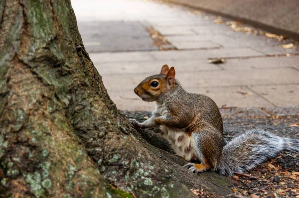 Europäisches Eichhörnchen Sitzt Der Nähe Des Baumstammes Auf Dem Bürgersteig — Stockfoto