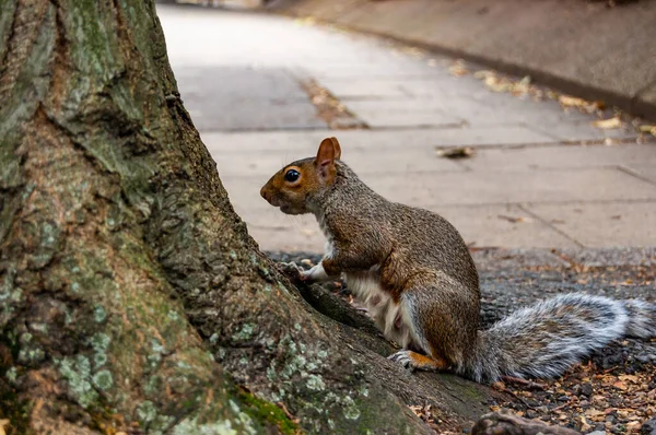 Common European Squirrel Sitting Tree Trunk Pavement Sidewalk — Stock Photo, Image