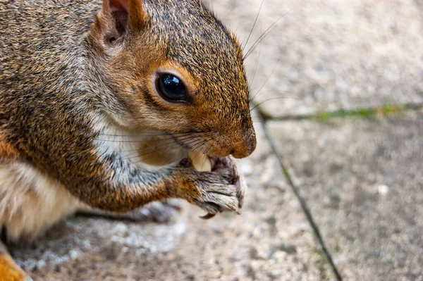 Closeup Common European Squirrel Sitting Pavement Sidewalk — Stock Photo, Image