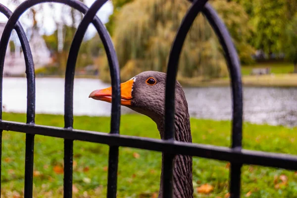 Gray Goose Orange Beak Waiting Some Food Black Metal Fence — Stock Photo, Image