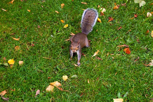 Mała Wiewiórka Trawie Czeka Jedzenie — Zdjęcie stockowe