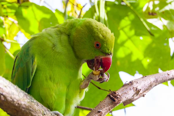 Vilda Brittiska Gröna Papegoja Papegoja Fågel Sitter Trädet Stockbild