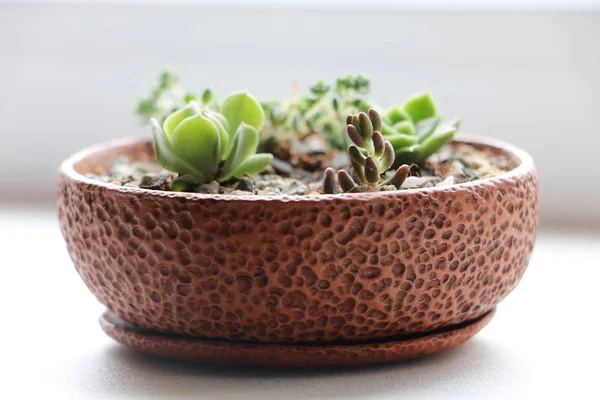Seramik bir tencerede succulents