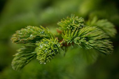 çiğ bir iğne yapraklı orman tazelik