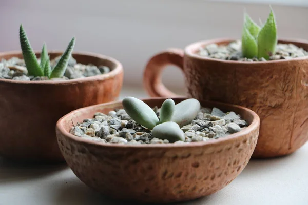 Huis Bloemen Potten Van Klei Voor Interieur — Stockfoto