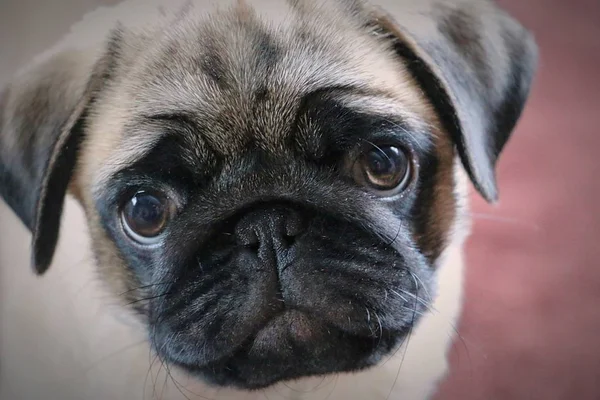 Tatlı bir köpeğin portresi.