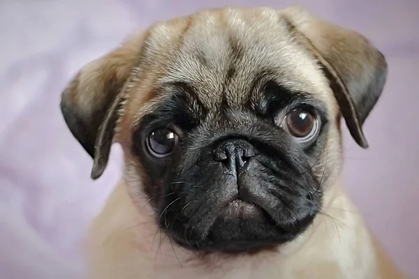 şirin pug köpek yavrusu portresi