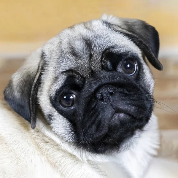 Pug köpek yavrusu dikkatle görünüyor sana eğdi baş ile portre