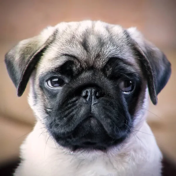 Pug köpek yavrusu rahatsız, portre