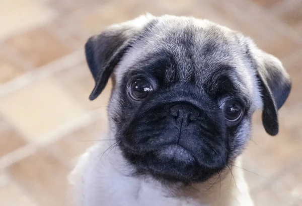 Küçük pug's ağızlık yakın çekim
