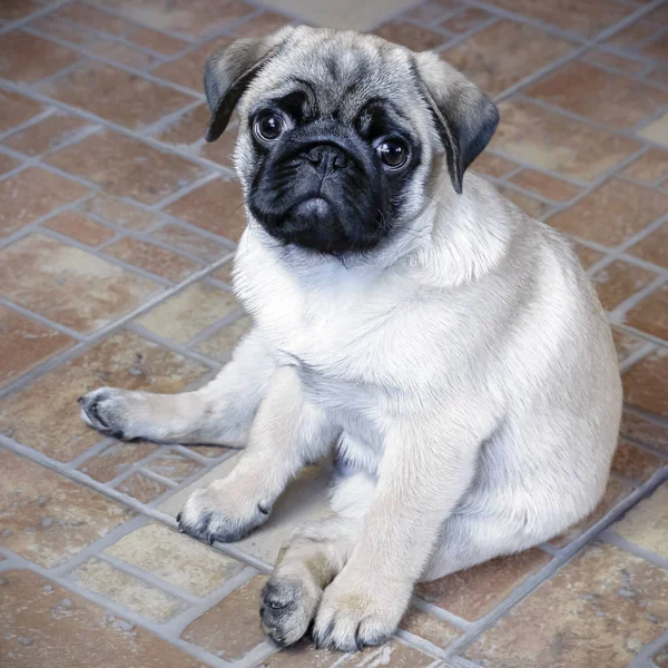 Pug Puppy Sedí Podlaze — Stock fotografie