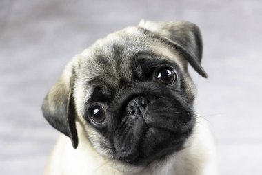 sevimli komik yüz a pug köpek yavrusu portresi, yakın çekim