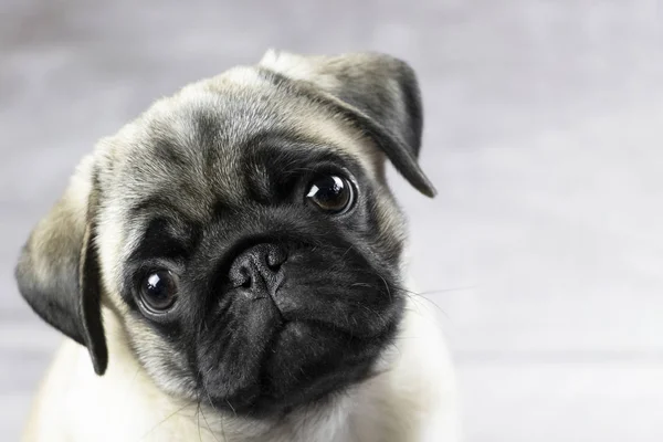 sevimli komik yüz a pug köpek yavrusu portresi, yakın çekim