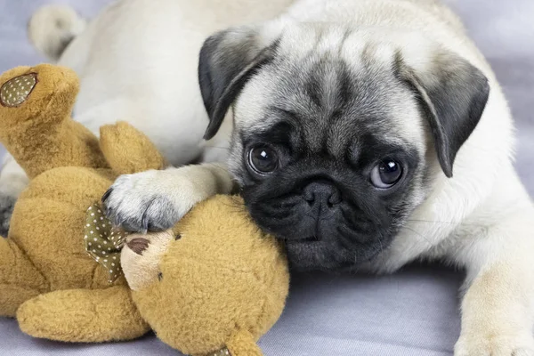 yumuşak bir oyuncakla oynamak komik pug köpek yavrusu yakın çekim