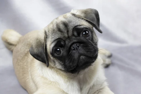 Pug köpek yavrusu şakacı görünüyor, portre